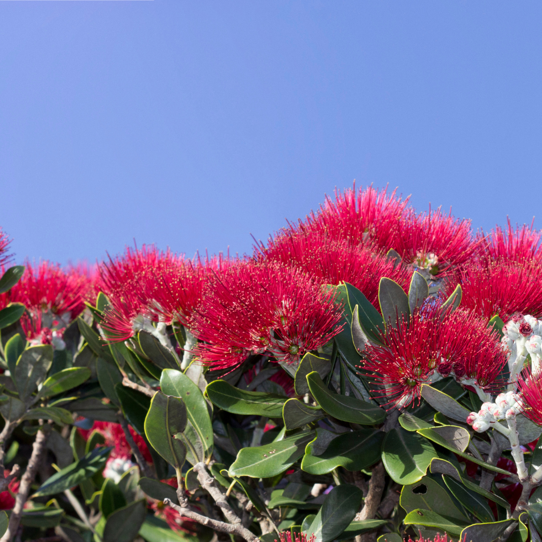 pohutakawa